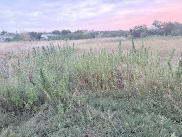 Наркоагроном, выращивавший в огороде 780 кустов конопли, выявлен в Донецкой Народной Республике