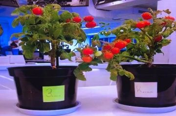 KP.RU: Самые впечатляющие открытия российских ученых за неделю