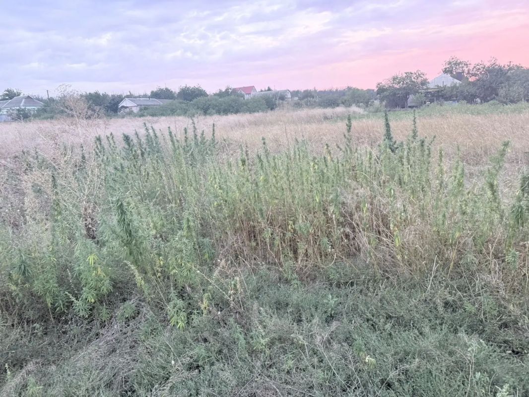 Наркоагроном, выращивавший в огороде 780 кустов конопли, выявлен в Донецкой Народной Республике