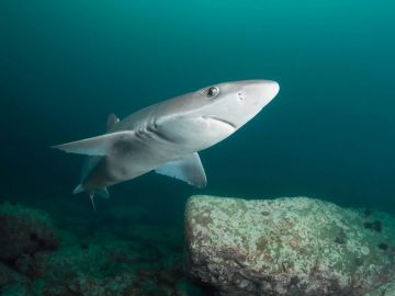 В Азовском море появились новые виды рыб, в том числе акулы