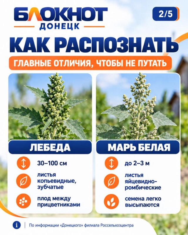 Лебеда и марь белая заполонили участок? Осень — лучшее время, чтобы от них избавиться Лебеда и марь белая заполонили участок? Осень — лучшее время, чтобы от них избавиться