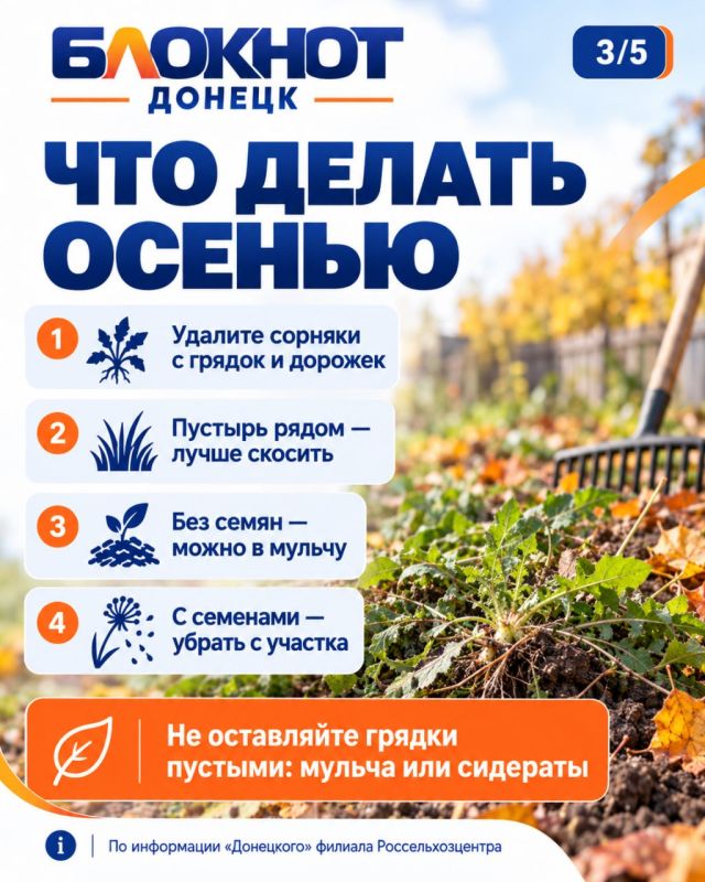Лебеда и марь белая заполонили участок? Осень — лучшее время, чтобы от них избавиться Лебеда и марь белая заполонили участок? Осень — лучшее время, чтобы от них избавиться