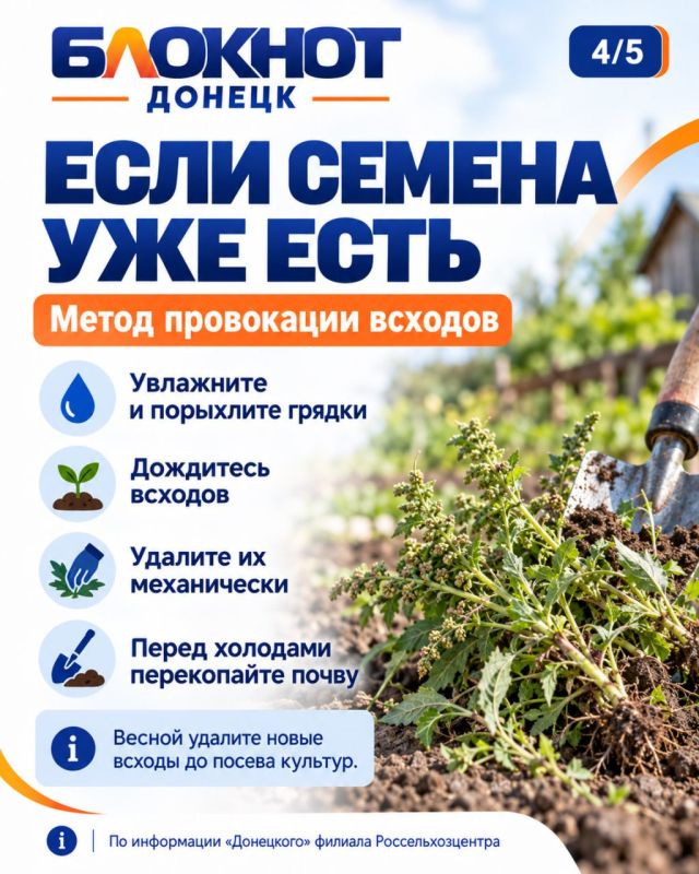 Лебеда и марь белая заполонили участок? Осень — лучшее время, чтобы от них избавиться Лебеда и марь белая заполонили участок? Осень — лучшее время, чтобы от них избавиться