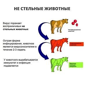 Вирусная диарея КРС. Вирусная диарея крупного рогатого скота — одна из самых распространённых и коварных инфекций в животноводстве