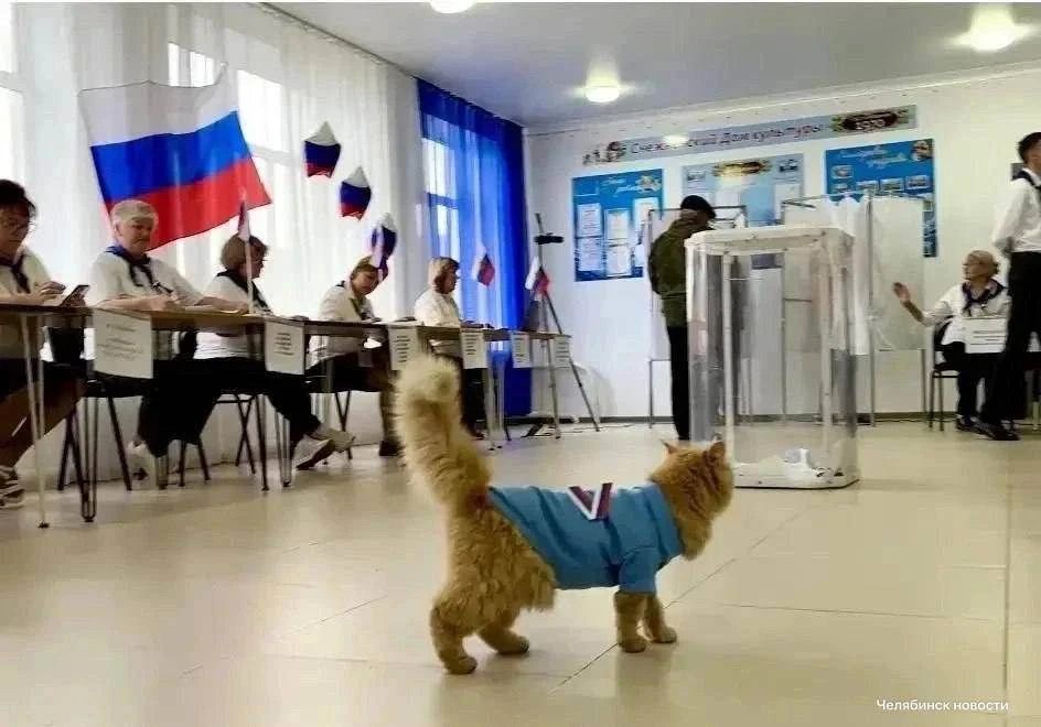 Рыжий кот стал наблюдателем на выборах в Челябинской области Рыжий кот стал наблюдателем на выборах в Челябинской области