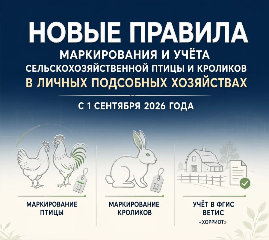 С 1 сентября 2026 года в России вступили в силу новые обязательные правила маркирования и учета сельскохозяйственной птицы и кроликов в личных подсобных хозяйствах (ЛПХ)