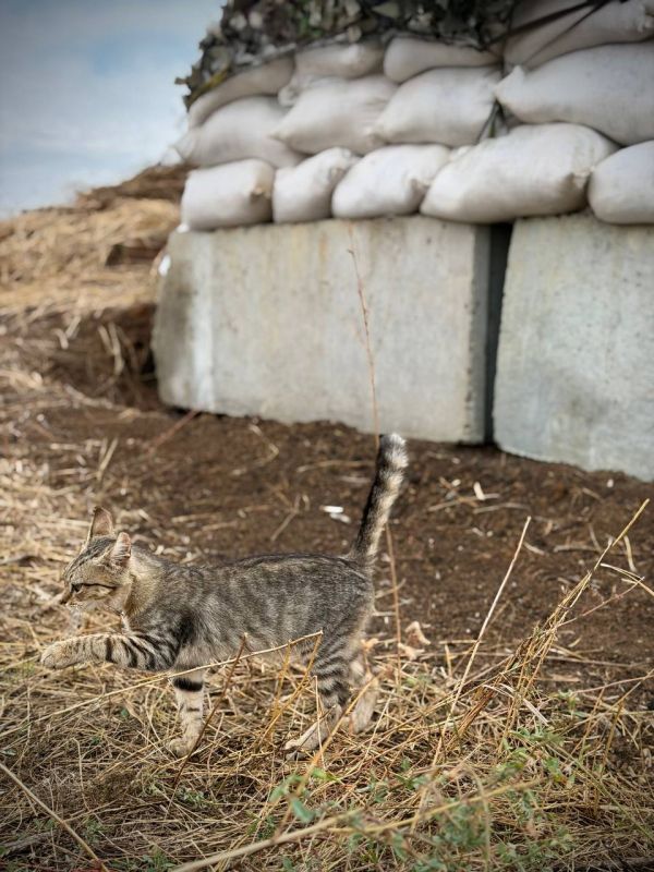 Марьяна Наумова: Боевая единица БАРС ДНР - Кот радиолокационной наземной разведки, ведет наблюдение за передвижением вражеских мышей и охраняет позиции от несанкционированного проникновения Марьяна Наумова: Боевая единица БАРС ДНР - Кот радиолокационной наземной разведки, ведет наблюдение за передвижением вражеских мышей и охраняет позиции от несанкционированного проникновения
