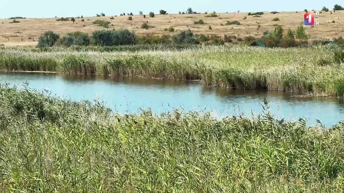 В новом выпуске программы «Рыбалка в ДНР» отправляемся на водоём «У Иваныча» и пытаемся разгадать предпочтения местных гигантов