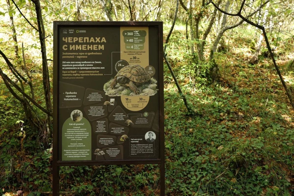 Новую экотропу открыли на Утрише ко Всемирному дню моря, она посвящена черепахе Никольского - единственной сухопутной черепахе в стране, которая обитает на узкой полосе Черноморского побережья, сообщили в пресс-службе фонда... Новую экотропу открыли на Утрише ко Всемирному дню моря, она посвящена черепахе Никольского - единственной сухопутной черепахе в стране, которая обитает на узкой полосе Черноморского побережья, сообщили в пресс-службе фонда...
