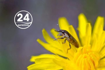 Доброе утро, Мариуполь!. Просыпаемся, улыбаемся, встречаем новый день! Пусть он будет мирным, спокойным и счастливым для всех, пусть несет с собой радость и удачу