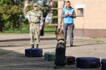 Кинолог Росгвардии из ДНР в составе сборной ведомства стала победителем во всероссийских соревнованиях