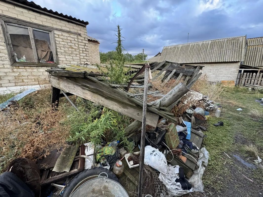 Полицейские изъяли наркосодержащие растения у жителя села Трудовское Полицейские изъяли наркосодержащие растения у жителя села Трудовское