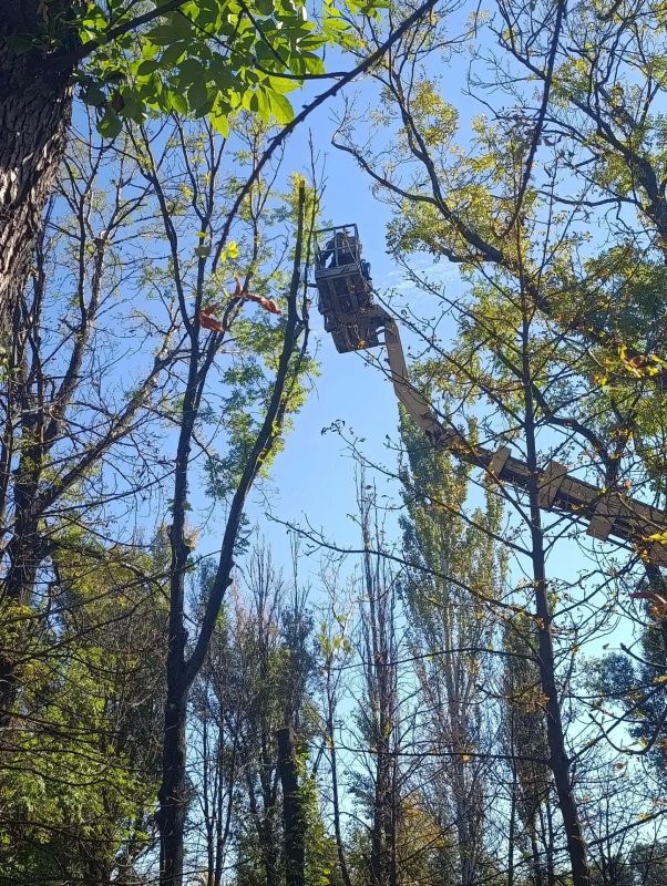 В Ясиноватском муниципальном округе началась масштабная работа по удалению аварийных и сухостойных деревьев В Ясиноватском муниципальном округе началась масштабная работа по удалению аварийных и сухостойных деревьев