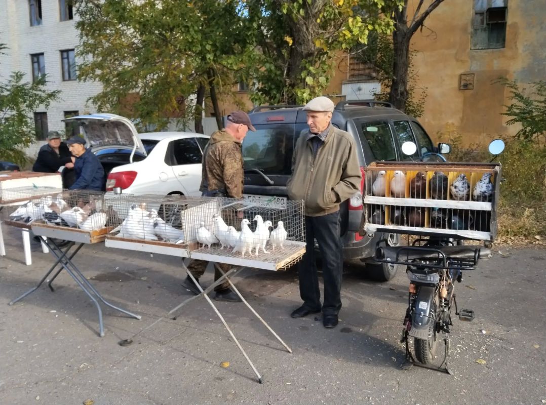 В Червоногвардейском районе Макеевки прошла выставка голубей В Червоногвардейском районе Макеевки прошла выставка голубей