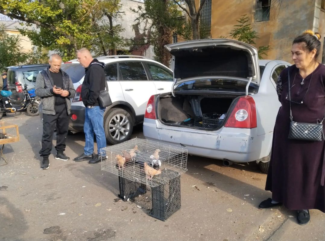 В Червоногвардейском районе Макеевки прошла выставка голубей В Червоногвардейском районе Макеевки прошла выставка голубей