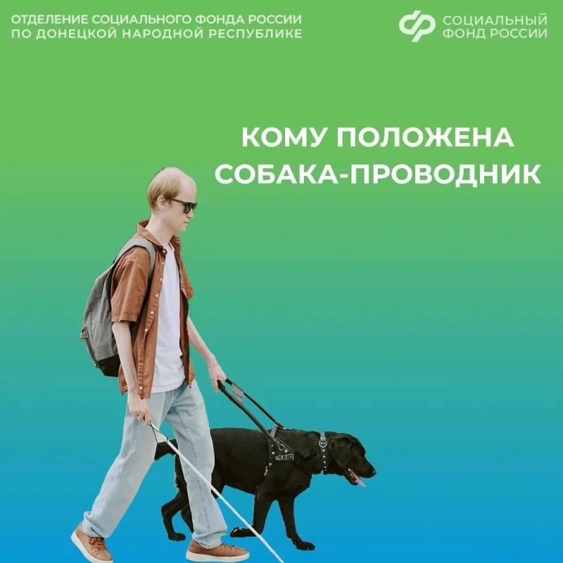 Собака-проводник — помощник и поддержка для незрячих людей