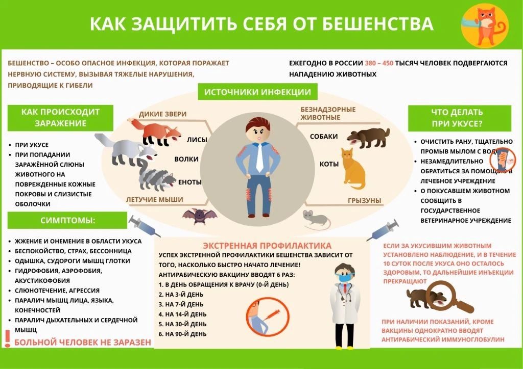 Территориальный отдел Управления Роспотребнадзора по Донецкой Народной Республике в городе Горловка и Артемовском районе НАПОМИНАЕТ о ПРОФИЛАКТИКЕ БЕШЕНСТВА: