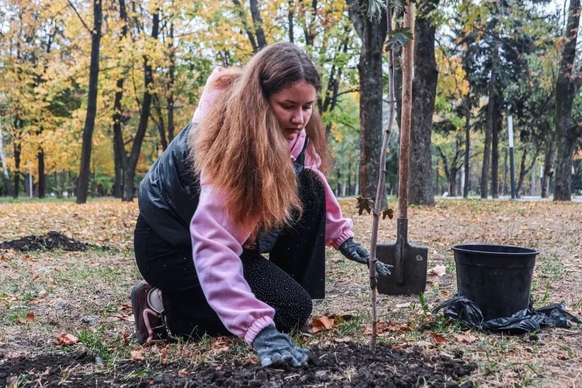 Активисты «Движения первых» высадили красные клёны в память о погибших макеевчанах Активисты «Движения первых» высадили красные клёны в память о погибших макеевчанах
