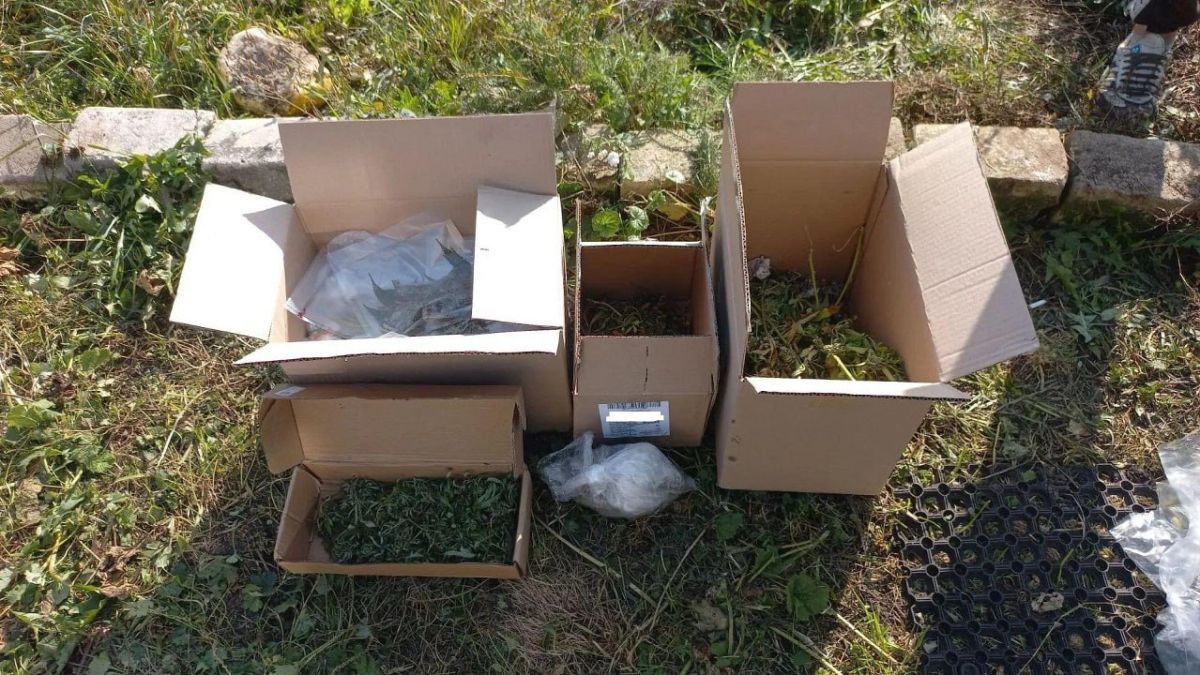 В Орловской области полицейские нашли у сельчанина 279 кустов конопли и один килограмм марихуаны В Орловской области полицейские нашли у сельчанина 279 кустов конопли и один килограмм марихуаны