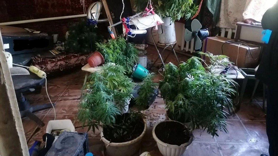 В Орловской области полицейские нашли у сельчанина 279 кустов конопли и один килограмм марихуаны