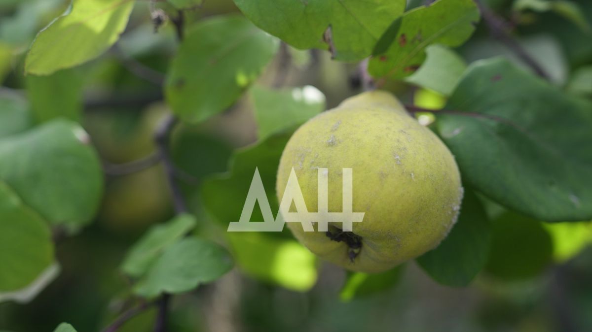 Ай, айва! Что приготовить из самого недооцененного осеннего фрукта Ай, айва! Что приготовить из самого недооцененного осеннего фрукта