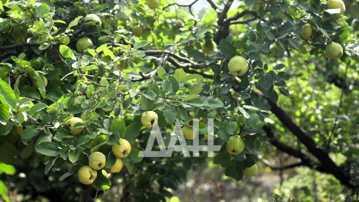Ай, айва! Что приготовить из самого недооцененного осеннего фрукта Ай, айва! Что приготовить из самого недооцененного осеннего фрукта