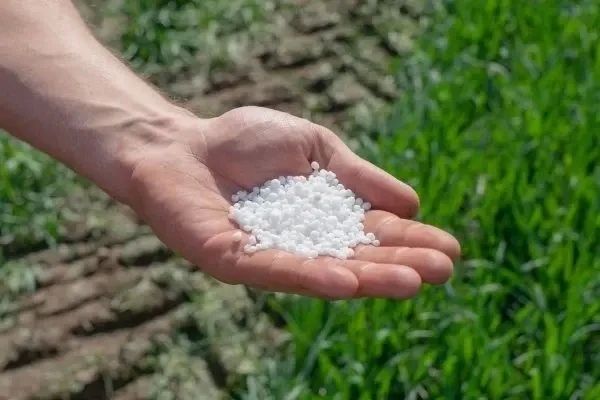 Озимые и минеральное питание: как помочь культурам пережить зиму