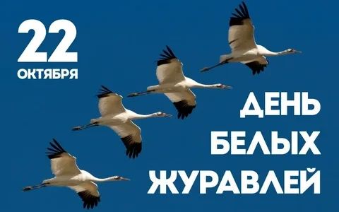Анжела Заболотская: 22 октября — День белых журавлей