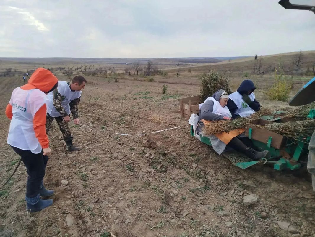 В Амвросиевском МО высадили деревья в рамках акции «Сохраним лес» В Амвросиевском МО высадили деревья в рамках акции «Сохраним лес»