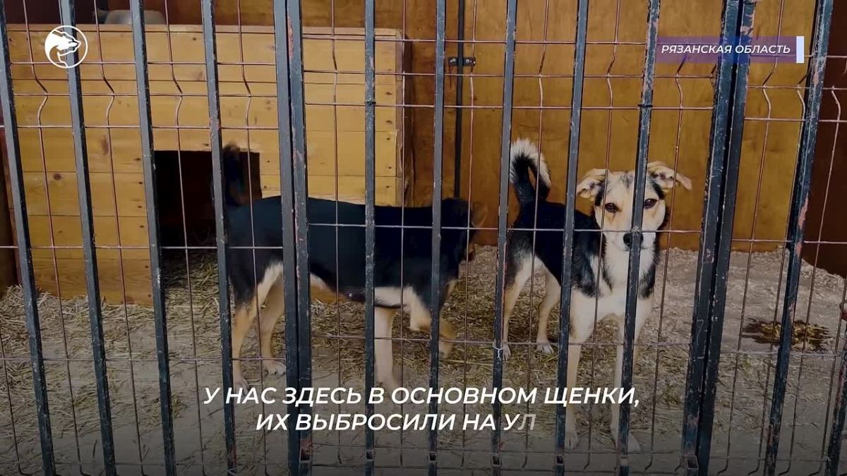 Андрей Епишин — кинолог, который начал дрессировать собак в 16 лет