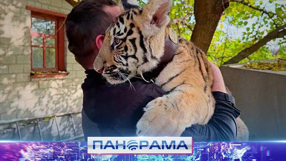 Бойцы спасли раненого тигрёнка! Куда Шерхан отправится на реабилитацию?