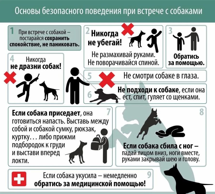 В последнее время повсеместно происходят случаи нападения собак на людей