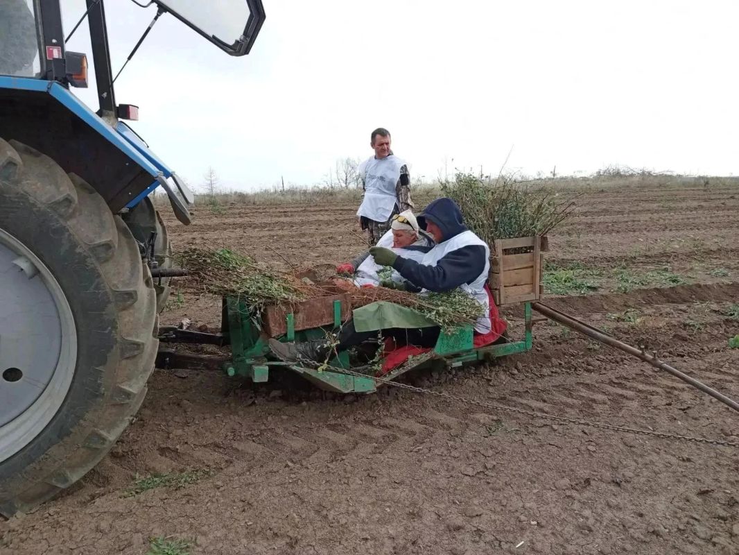 В Амвросиевском муниципальном округе высадили деревья в рамках акции «Сохраним лес» В Амвросиевском муниципальном округе высадили деревья в рамках акции «Сохраним лес»